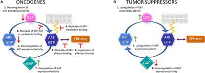 The Role of ARF Family Proteins and Their Regulators and Effectors in Cancer Progression: A Therapeutic Perspective